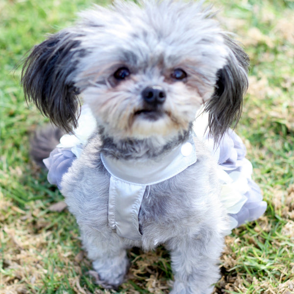 Matching Dog and Owner - Princess Flower Dog Dress - Dogs